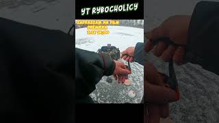 okonie z lodu intro premiery #fishing #hobby #wędkarstwo #wedkarstwopodlodowe #okonie #fisingice