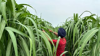 गन्ने में इस चीज के फायदे जानकर आप भी जरुर डालोगे ; एक बार नहीं हर बार डालोगे