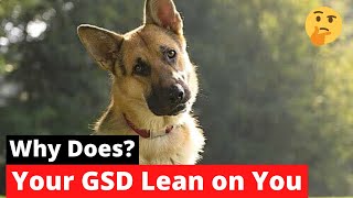 Why Does your German Shepherd Lean On you?