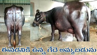 ప్యూర్ ముర్ర గెదె అమ్మబడును | 8520909619 | pure murrah buffalo