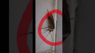 cockroach animals head down for ramadan month in allahu akbr,|| #allahuakbar #ramadan #cockroach