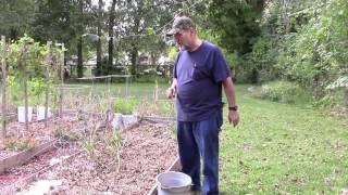 Fertilizing my no-till garden