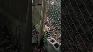 Raccoon distracts woman filming friend's marriage proposal