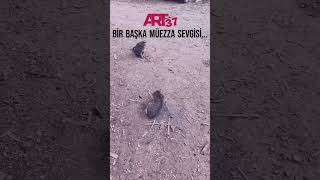 BİR BAŞKA MÜEZZA SEVGİSİ…