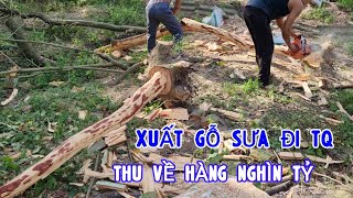 Trung Quốc Đã Nhập Hàng Trăm Nghìn Tỷ Gỗ Sưa Của VN Trong Nhiều Năm Thì Ai Là Người Được Lợi