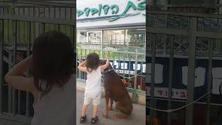 Dog lover 😻 #israel #trending #viral #momlife #shortsviral #shortvideo #shortsfeed