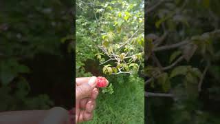 Picking Cherries in My Village in St Kitts-Nevis🇰🇳 Hand To Mouth!