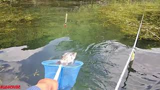 Mancing Danau Toba # Dapat Ikan Louhan dan Nila