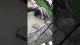 The giant anteater (Myrmecophaga tridactyla)