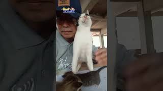 Indahnya Suasana #shots #cat #catkucing #kucing #catlover #catvideos #cats #animals