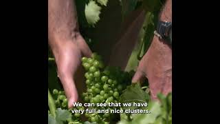 Behind-the-Scenes of Sagra winemaking by Thierry Haberer