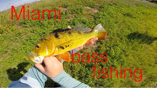 Miami bass fishing