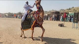 competation of camel