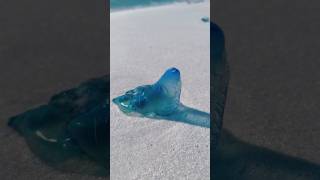 Portuguese Man o’ War Washed up on Florida Beach🪼 #wildlife #beach