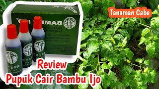 Review pupuk cair bambu ijo untuk tanaman cabe | pupuk bambu ijo | cara menggunakan pupuk bambu ijo