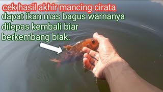 semoga berkembang biak//ikan masnya dilepas lagi!!karna warnanya bagus