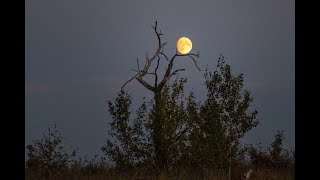 "ОСЕНЬ В САМАРСКОЙ ГЛУБИНКЕ"... (Фото Артёма КАРПОВА (Самара), музыка - Emil SAGITOV,  YAKURO)