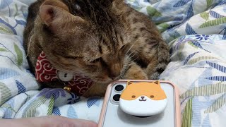 Got a cute animal phone holder on my phone