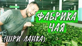 Фабрика цейлонского чая (подробно) и слоновья ферма. Экскурсия "часть 1"