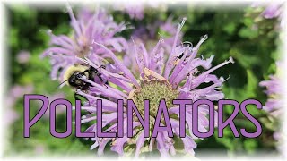 Pollinators