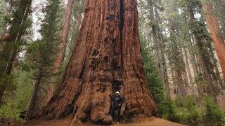 Sequoia & Kings Canyon National Park | Sequoias | King of Trees | Giant Trees | California