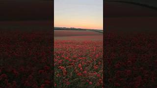 #poppyflower #poppyfield