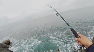 Sargo/Opaleyes ❕Pescando mojarras de Mar una mañana nublada