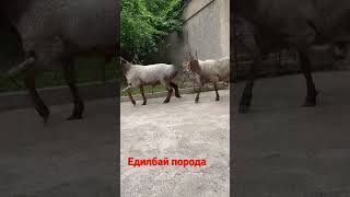 Едилбай кошкарлар на оценку