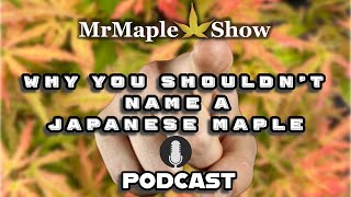 Why You Shouldn't Name A Japanese Maple | MrMaple Show Podcast