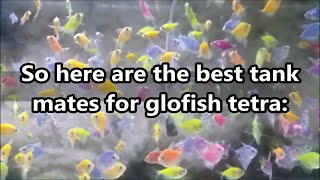 Glofish tetra best tank mates - what fish can you have with Glofish tetra / skirt tetra / widow