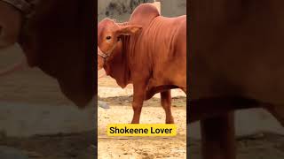 #cowmandi #cattlemarket #bakraeid2023 #karachicattlecollection #cattles #viral #bigbulls