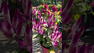 24-263 — Celosia Plant — Lowe’s Visit 💐