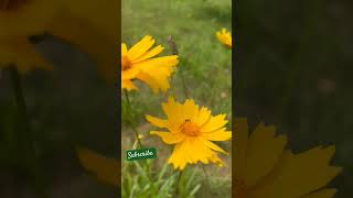 Lance-leaved coreopsis- coreopsis lanceolata