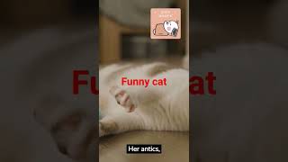 Funny cat#shorts#animal#