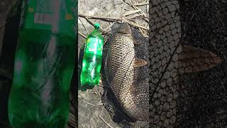 Бутылка 2л. Как вам кабанчик?👍#рыбалка#carpfishing#feeder#fishing#местоклёва