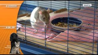 tirol tv Tierblicke Folge 35: Babyratten