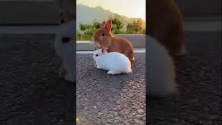 The Truth About Little rabbit runs into mother arms Will Shock You#shorts