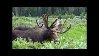 Лоси возле озера Брэйнард. Скалистые горы. Колорадо. США