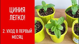 ЦИНИЯ - ЛЕГКО! Уход в первый месяц