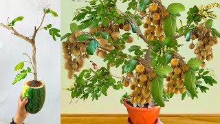 Longan tree grafting techniques Propagation Method 100% Success