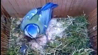 BIRD🐦 BUILDING A NEST | 👍ANIMALS