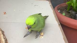 Hilarious African Ringneck parrot talking 🤣🤣🤣