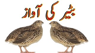 BATER KI AWAZ SI SHIKAR||Es awaz si bohath shikar||Batair ki awaz