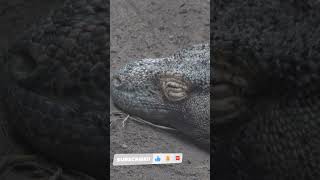 KOMODO DRAGON Mating begins May-August Eggs Hatch in April when Insects are Plentiful #shorts #viral