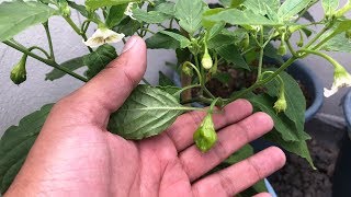 Mis Chiles/Ajíes Exóticos Ya Tienen Frutos