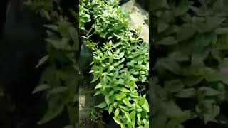 Microgreen कैसे उगाएं - बीमारी/वायरस से जान बचाओ - Mandsaur - रासायनिक मुक्त-Improve Immune - स्वस्थ