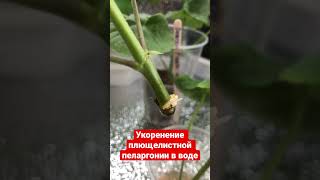 # 72. Как укоренить плющелистную пеларгонию