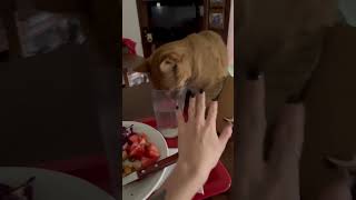 Cat Sneakily Tries to Steal Food by Faking Thirst