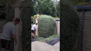 QUICK HAIRCUT FOR THE PLANTS #YardCleanUp #LawnCare #Gardening  #TreeCutting #TreeSafety #PlantTrim