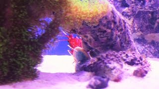 How to setup a 20 gallon reef tank, Feeding Fire shrimp